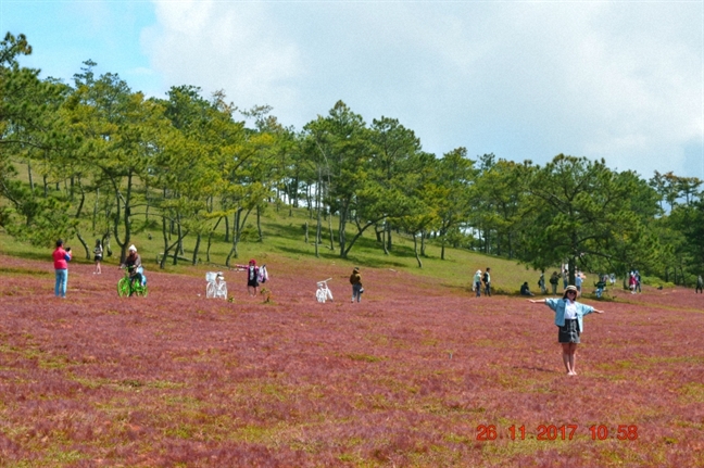 Le hoi co hong dau tien o Da Lat