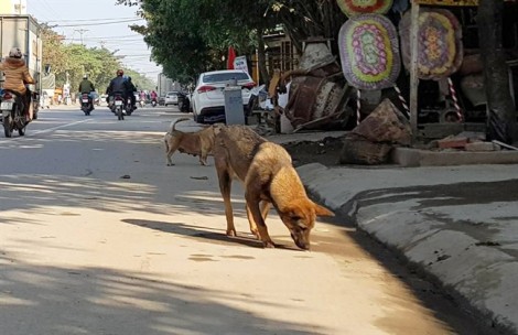 Nghệ An lập các đội bắt chó thả rông