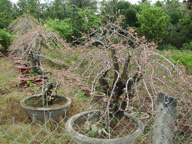 Nguoi trong hoa giay lac quan truoc tin don that thiet