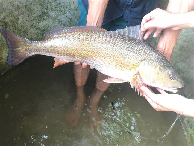 Ngu dan cau duoc ca la, nghi ca su vang quy hiem