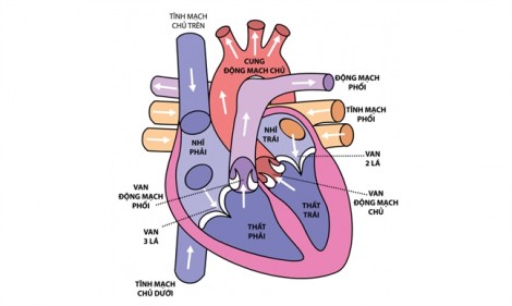 Hở van tim là gì, có nguy hiểm không?