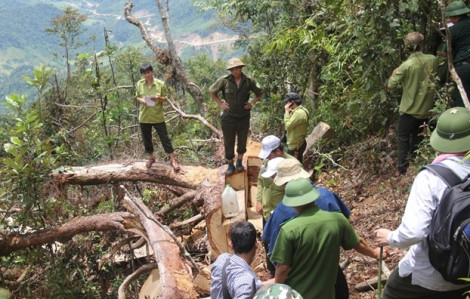 Khởi tố hai cán bộ bảo vệ rừng ở Nghệ An