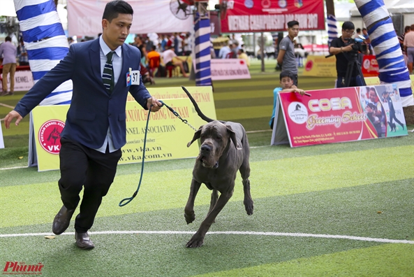 Trai nghiem thu vi khi xem cun cung tranh tai o Dog show 2017