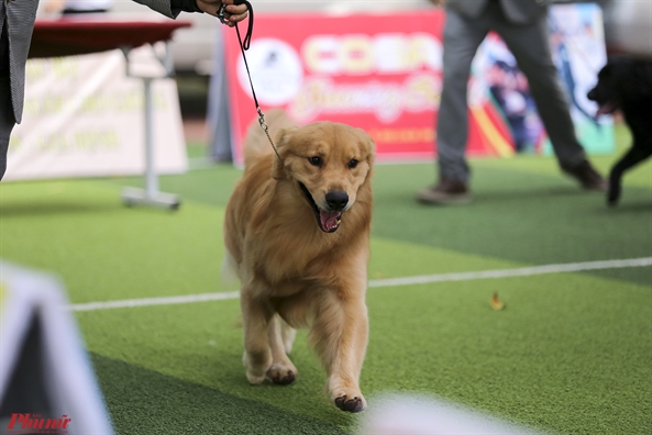 Trai nghiem thu vi khi xem cun cung tranh tai o Dog show 2017