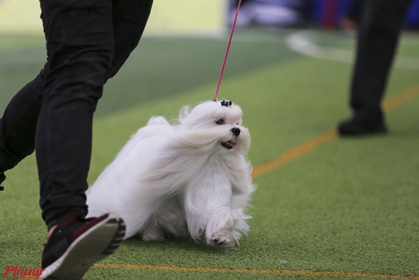 Trai nghiem thu vi khi xem cun cung tranh tai o Dog show 2017