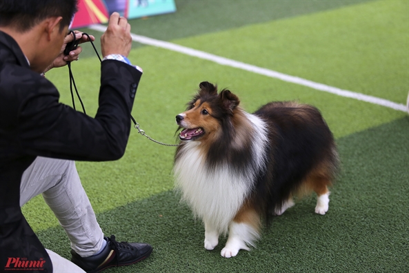 Trai nghiem thu vi khi xem cun cung tranh tai o Dog show 2017