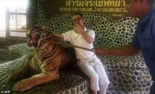 Sở thú Thái Lan bị chỉ trích vì chọc hổ cho du khách chụp hình