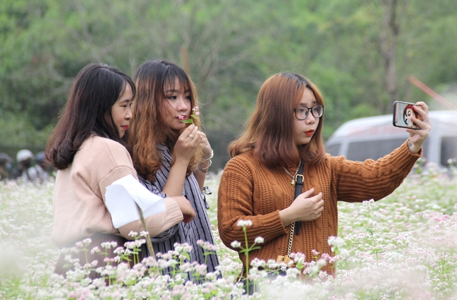 Hang ngan nguoi chen chan trong canh dong hoa tam giac mach xu Nghe