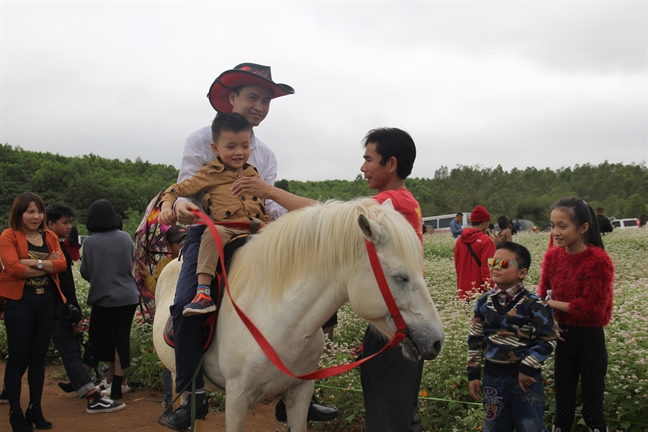 Hang ngan nguoi chen chan trong canh dong hoa tam giac mach xu Nghe