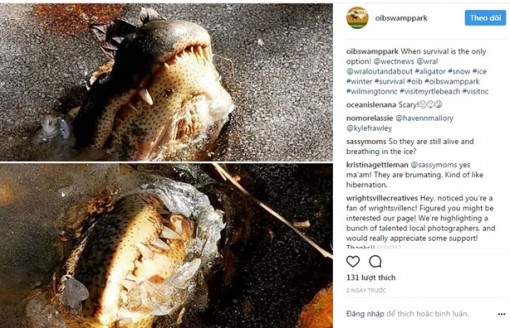 Mỹ: Cảnh tượng ngoạn mục trong đầm 'cá sấu đông lạnh' vì giá rét