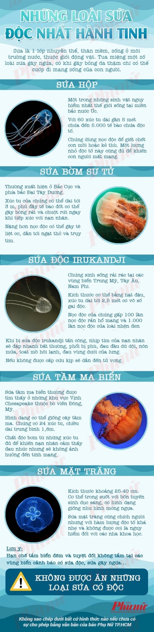 Các loài sứa độc ăn vào chết ngay