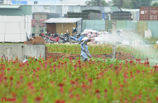 Canh dong hoa lon nhat Sai Gon toa sac truoc tet