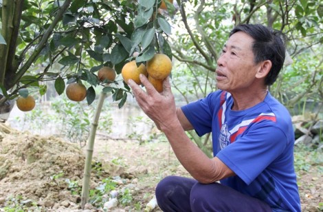 Cam 'tiến vua’ lại cháy hàng dịp Tết