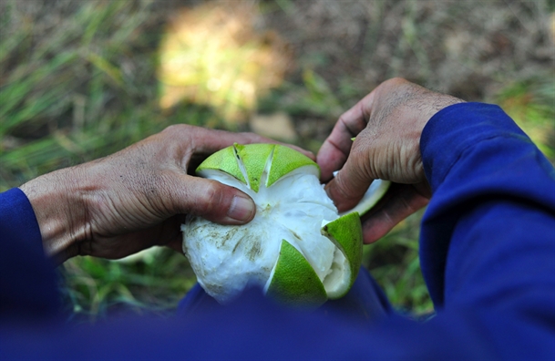 Tan Trieu vao mua Tet voi 'sieu pham' buoi tai - loc, gia gan 2 trieu/trai