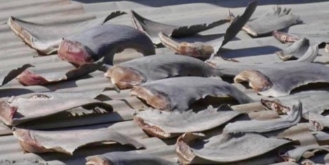 Bộ Công thương yêu cầu khẩn trương làm rõ vụ vây cá mập phơi trên mái nhà