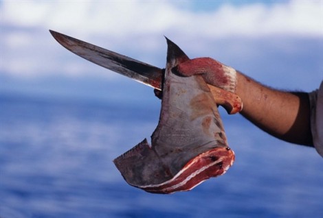 Sự tàn nhẫn đằng sau chén súp vi cá mập đắt hàng vào dịp Tết Nguyên đán