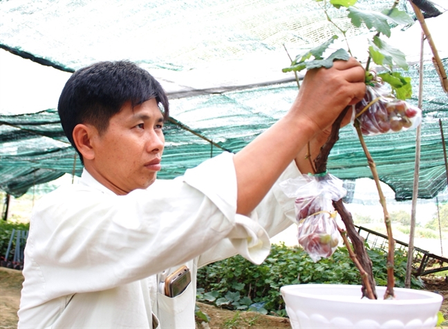 Nho kieng mang tai loc sot hang can tet