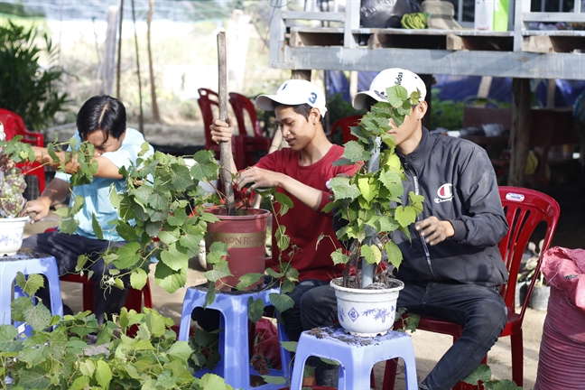 Nho kieng mang tai loc sot hang can tet