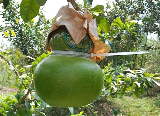 Dua hau ti hon ra qua tung chum, dao tien tai loc xuong cho tet Dong bang song Cuu Long