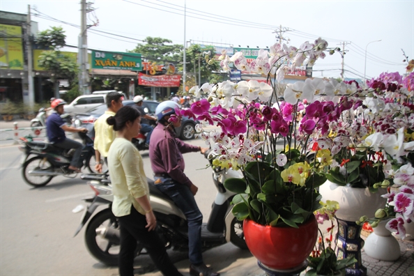 1 trieu dong/canh lan ho diep, nguoi ban tu tin day het hang truoc 29 tet