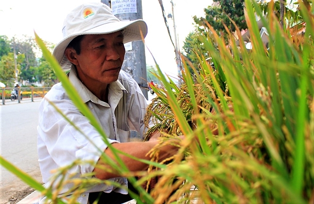 Mang 'hat ngoc troi', bap kieng ve pho