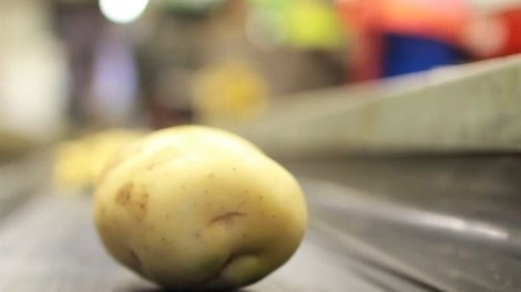 Sử dụng nhựa làm từ khoai tây, thực vật thay thế nhựa độc hại