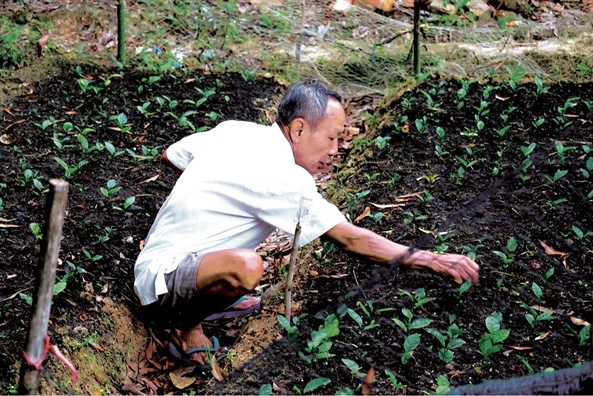 Mot vung tra nuoc ben hong Sai Gon