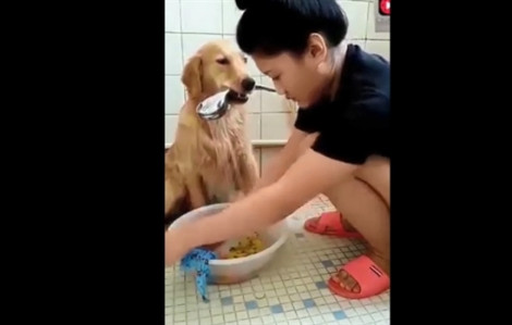 Chú chó ngậm vòi sen cho cô chủ giặt quần áo gây 'sốt' trên mạng