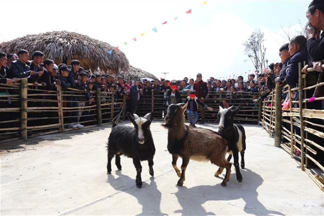 Mo hoi khen hoa ‘Sac xuan Tay Bac’, Sa Pa don dong khach lon