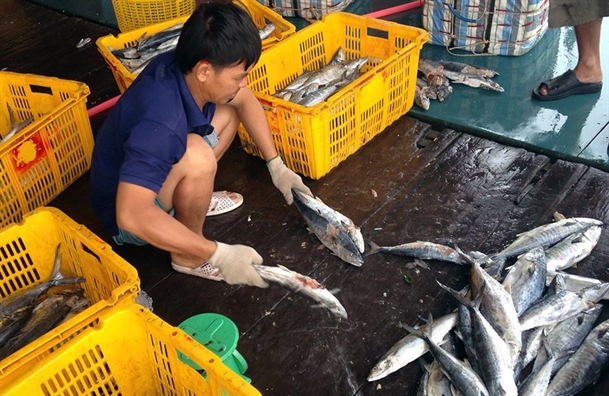 Ngu dan Ca Mau trung loc bien dau nam, kiem tram trieu sau 4 ngay ra khoi