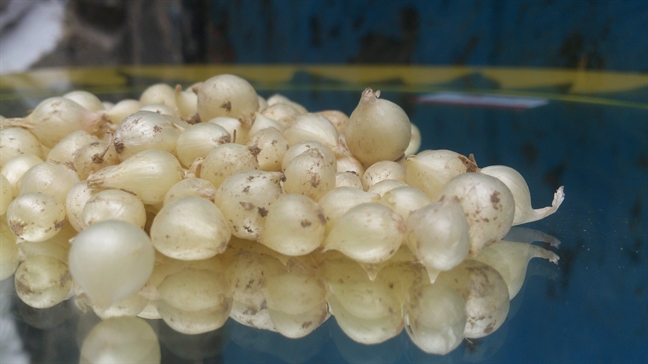 Mi Quang, banh trang hen, com ga ngon nho cu nen