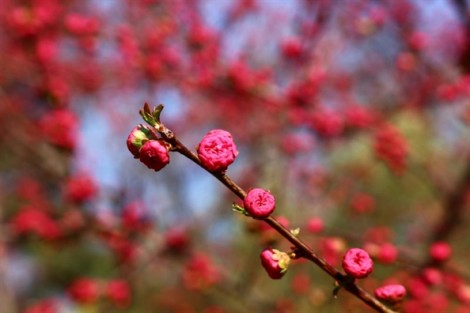 Tử vi thứ 2 ngày 05/03/2018 của 12 cung Hoàng Đạo