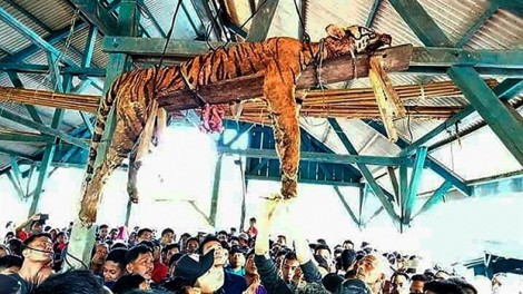 Indonesia: Người dân giết hổ hiếm vì tin hổ có thể 'biến hình'