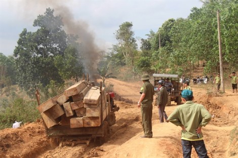 Vụ vận chuyển hơn 100 hộp gỗ lúc nửa đêm: Bắt 5 nghi phạm phá rừng