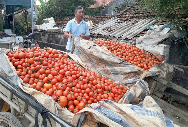 Ca chua duoc mua nhung mat gia, nong dan cay dang do cho heo an