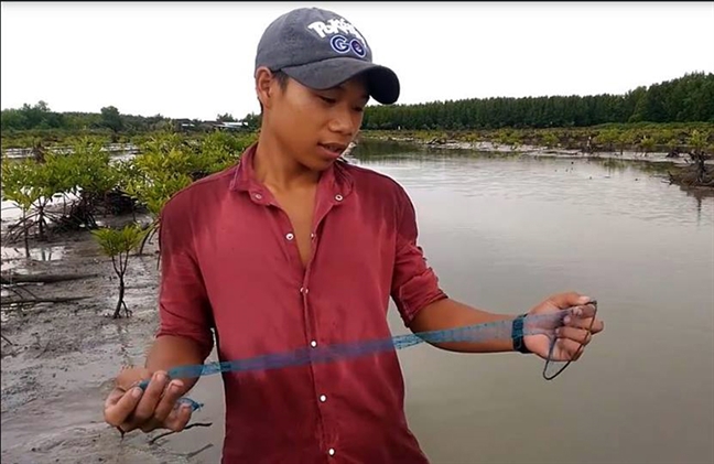 Cung nong dan loi bun dat bay loai ca leo cay trong rung ngap man Mui Ca Mau