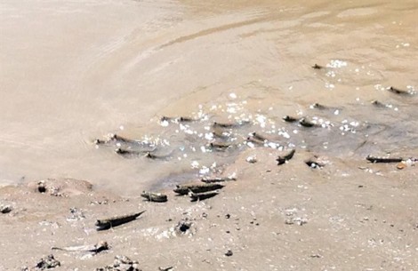 Cùng nông dân lội bùn đặt bẫy loài cá leo cây trong rừng ngập mặn Mũi Cà Mau