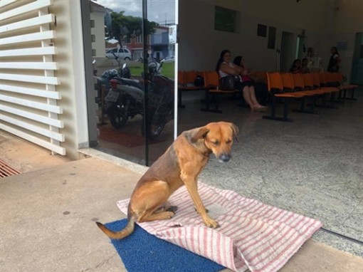 Bốn tháng sau khi chủ qua đời, chú chó trung thành vẫn chờ ngoài cửa bệnh viện