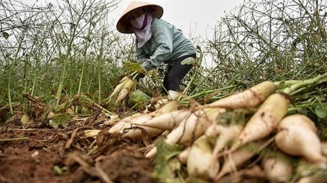 Nhà nông Việt không thể cứ mãi như đứa trẻ