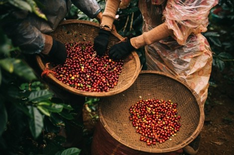 Cà phê đặc sản Việt Nam quyết chiến thị trường thế giới