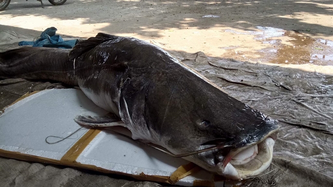 Bat duoc ca lang 'khung' nang hon mot ta o Dak Lak