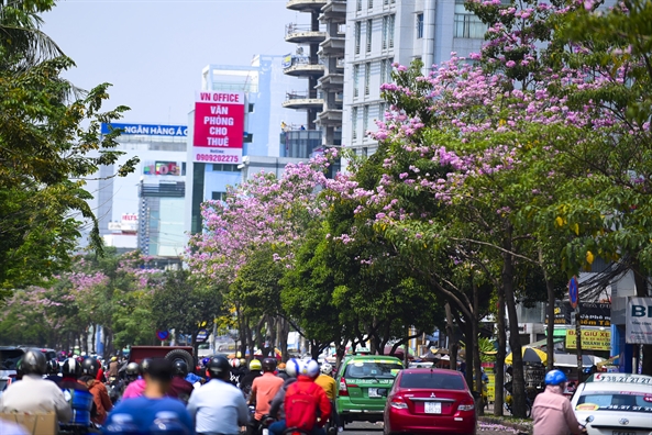 Sai Gon nen tho voi duong hoa ken hong trong nang thang 4