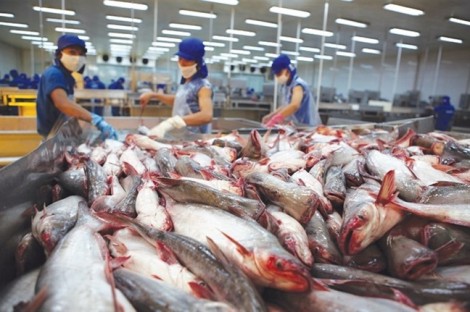 VASEP kiến nghị kiểm soát cá tra xuất đi Trung Quốc