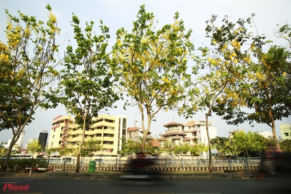 Hoa Osaka khoe sac vang khap cac tuyen duong o Sai Gon