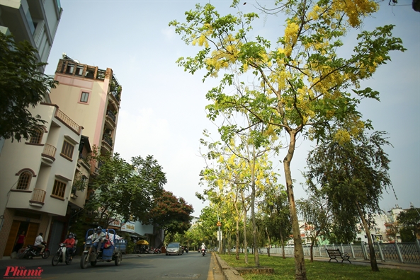 Hoa Osaka khoe sac vang khap cac tuyen duong o Sai Gon