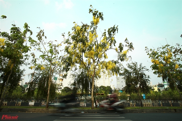 Hoa Osaka khoe sac vang khap cac tuyen duong o Sai Gon