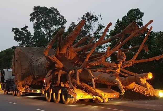 Vu 3 cay 'khung' di qua Dak Lak: Khong bi phat hien vi... luc luong mong