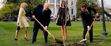 Cây sồi Tổng thống Pháp trồng tặng biến mất bí ẩn khỏi thảm cỏ Nhà Trắng?