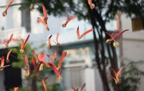Hàng ngàn người chia sẻ clip cánh hoa dầu bay lãng mạn trên phố