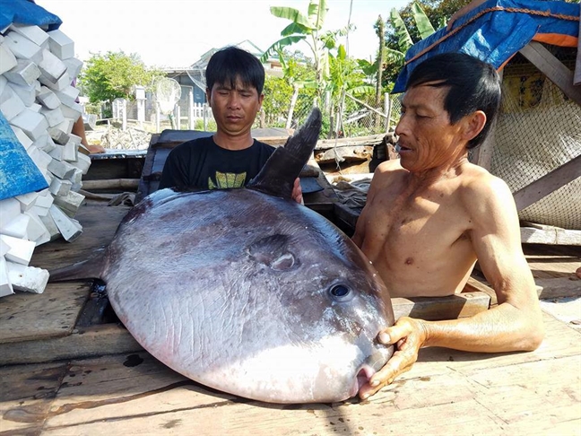 Ngu dan Hue bat duoc ca mat trang quy hiem